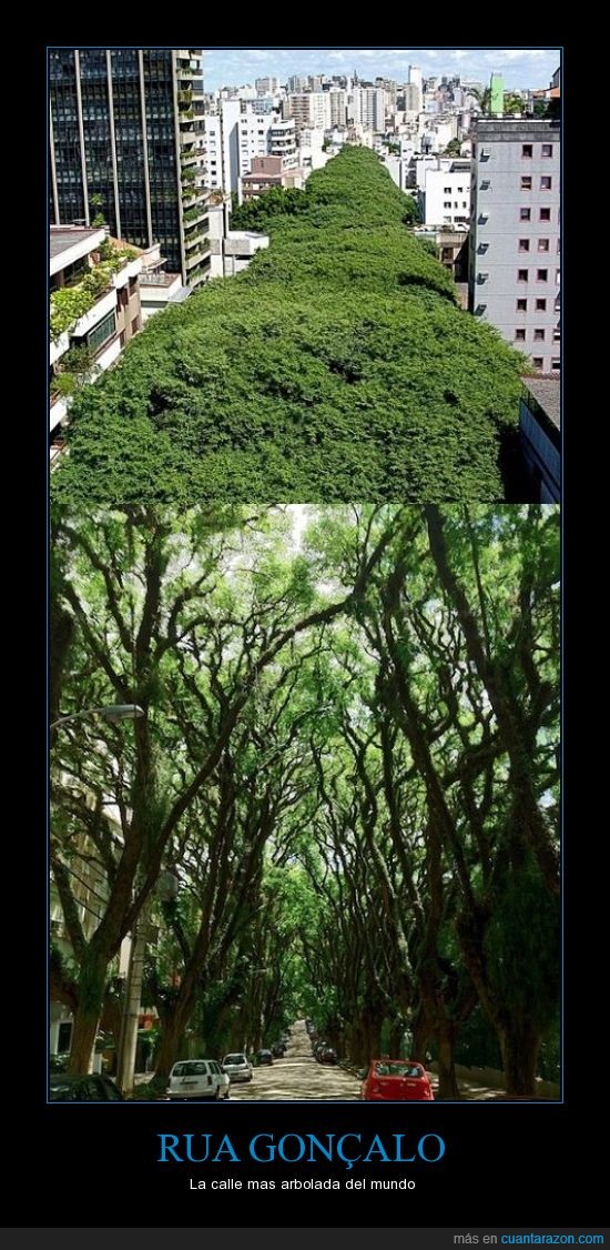 arboles,naturaleza,lugares.ciudades,calles